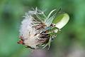 taraxacum officinale